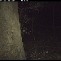 Perameles nasuta (Long-nosed Bandicoot) at Lorne, NSW - 7 Nov 2024 by Butlinz