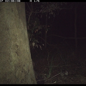 Perameles nasuta (Long-nosed Bandicoot) at Lorne, NSW - 7 Nov 2024 by Butlinz