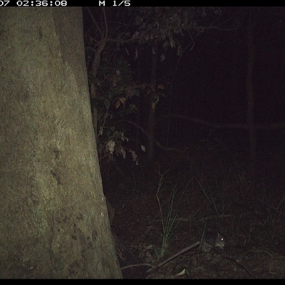 Perameles nasuta (Long-nosed Bandicoot) at Lorne, NSW - 7 Nov 2024 by Butlinz