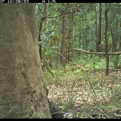 Rhipidura albiscapa (Grey Fantail) at Lorne, NSW - 7 Nov 2024 by Butlinz