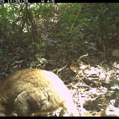 Thylogale thetis (Red-necked Pademelon) at Lorne, NSW - 23 Nov 2024 by Butlinz