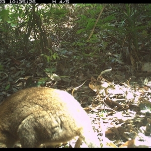 Thylogale thetis (Red-necked Pademelon) at Lorne, NSW - 23 Nov 2024 by Butlinz