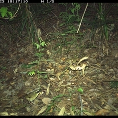 Neosericornis citreogularis (Yellow-throated Scrubwren) at Lorne, NSW - 23 Nov 2024 by Butlinz
