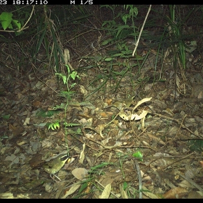 Neosericornis citreogularis (Yellow-throated Scrubwren) at Lorne, NSW - 23 Nov 2024 by Butlinz