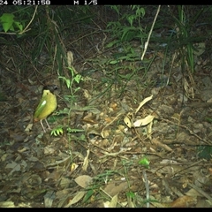 Pitta versicolor (Noisy Pitta) at Lorne, NSW - 24 Nov 2024 by Butlinz