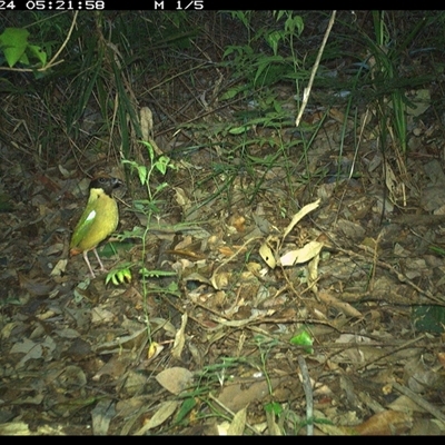 Pitta versicolor (Noisy Pitta) at Lorne, NSW - 24 Nov 2024 by Butlinz