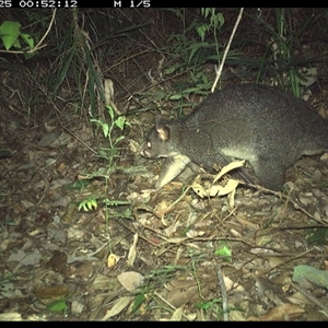 Trichosurus caninus (Mountain Brushtail Possum) at Lorne, NSW - 25 Nov 2024 by Butlinz