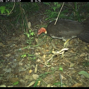 Alectura lathami (Australian Brush-turkey) at Lorne, NSW - 25 Nov 2024 by Butlinz