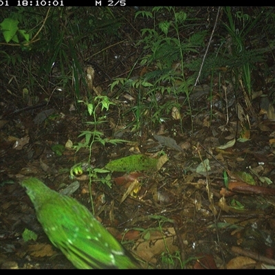 Ailuroedus crassirostris (Green Catbird) at Lorne, NSW - 1 Dec 2024 by Butlinz