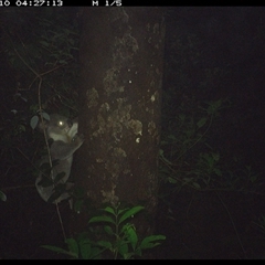 Phascolarctos cinereus (Koala) at Lorne, NSW - 10 Dec 2024 by Butlinz