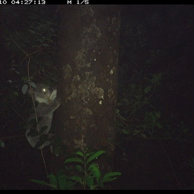Phascolarctos cinereus (Koala) at Lorne, NSW - 10 Dec 2024 by Butlinz