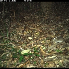 Rattus fuscipes (Bush Rat) at Lorne, NSW - 28 Dec 2024 by Butlinz
