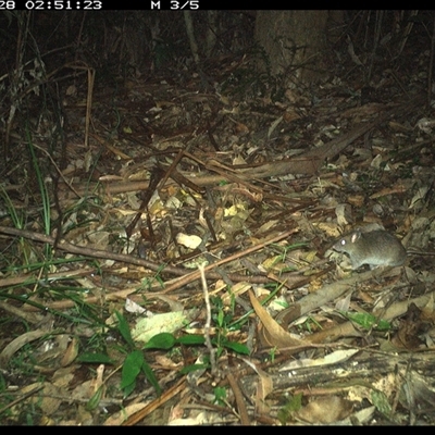 Rattus fuscipes (Bush Rat) at Lorne, NSW - 28 Dec 2024 by Butlinz