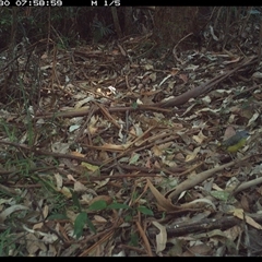 Eopsaltria australis (Eastern Yellow Robin) at Lorne, NSW - 30 Dec 2024 by Butlinz