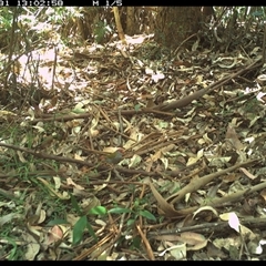 Neochmia temporalis (Red-browed Finch) at Lorne, NSW - 31 Dec 2024 by Butlinz