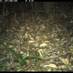 Rattus (genus) (A native or introduced Rattus species) at Lorne, NSW - 31 Dec 2024 by Butlinz