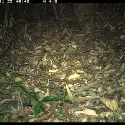 Rattus (genus) (A native or introduced Rattus species) at Lorne, NSW - 31 Dec 2024 by Butlinz