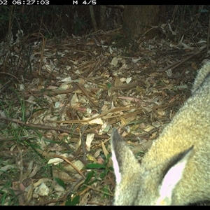 Notamacropus rufogriseus (Red-necked Wallaby) at Lorne, NSW - 2 Jan 2025 by Butlinz