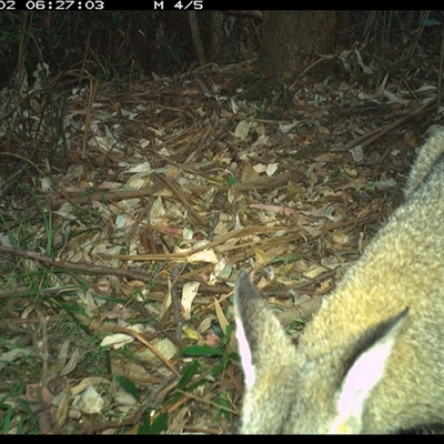 Notamacropus rufogriseus (Red-necked Wallaby) at Lorne, NSW - 2 Jan 2025 by Butlinz