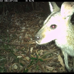 Notamacropus rufogriseus at Lorne, NSW - 2 Jan 2025 06:27 AM