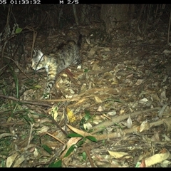 Felis catus (Feral Cat) at Lorne, NSW - 5 Jan 2025 by Butlinz