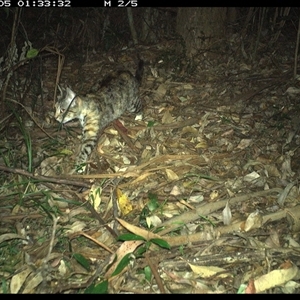 Felis catus (Feral Cat) at Lorne, NSW - 5 Jan 2025 by Butlinz