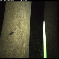 Antechinus stuartii (Brown Antechinus) at Lorne, NSW - 14 Jan 2025 by Butlinz