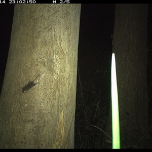 Antechinus stuartii (Brown Antechinus) at Lorne, NSW - 14 Jan 2025 by Butlinz