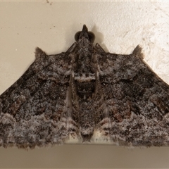 Phrissogonus laticostata (Apple looper moth) at Symonston, ACT - 8 Sep 2025 by rawshorty