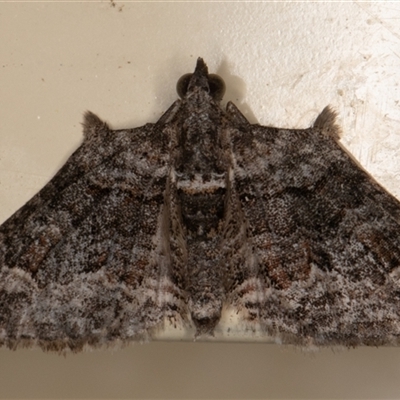 Phrissogonus laticostata (Apple looper moth) at Symonston, ACT - 8 Sep 2025 by rawshorty