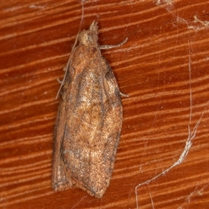 Epiphyas ashworthana (Ashworth's Tortrix) at Symonston, ACT - 8 Sep 2025 by rawshorty