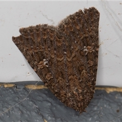 Hypoperigea tonsa (A Noctuid moth (Acronictinae) at Symonston, ACT - 8 Sep 2025 by rawshorty