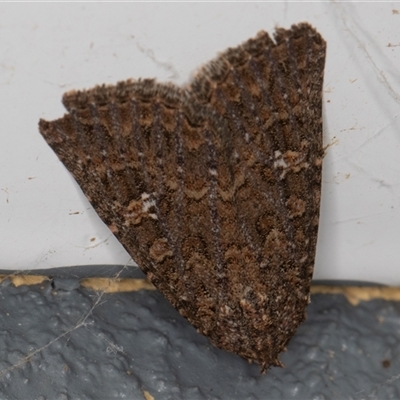 Hypoperigea tonsa (A Noctuid moth (Acronictinae) at Symonston, ACT - 8 Sep 2025 by rawshorty