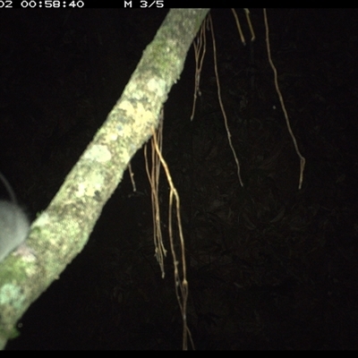 Unverified Mammal at Marlo Merrican, NSW - 2 Jan 2025 by Rogerbrindle1