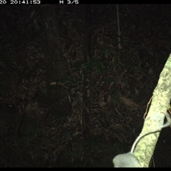 Unverified Mammal at Marlo Merrican, NSW - 20 Jan 2025 by Rogerbrindle1