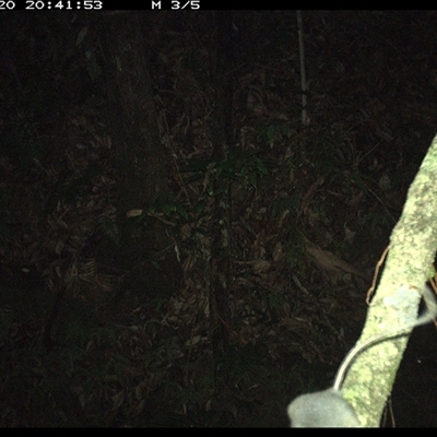 Unverified Mammal at Marlo Merrican, NSW - 20 Jan 2025 by Rogerbrindle1