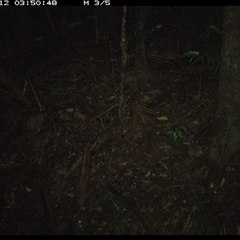 Unverified Mammal at Lorne, NSW - 12 Nov 2024 by Butlinz