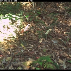 Zoothera lunulata (Bassian Thrush) at Lorne, NSW - 27 Nov 2024 by Butlinz