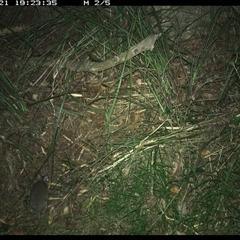 Unverified Mammal at Marlo Merrican, NSW - 21 Dec 2024 by Rogerbrindle1