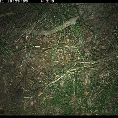 Unverified Mammal at Marlo Merrican, NSW - 21 Dec 2024 by Rogerbrindle1