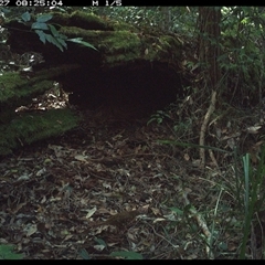 Zoothera lunulata (Bassian Thrush) at Marlo Merrican, NSW - 27 Jan 2025 by Rogerbrindle1