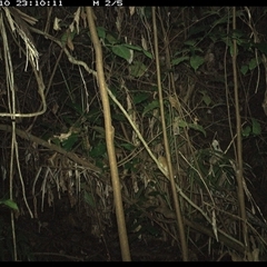 Unverified Mammal at Lorne, NSW - 10 Dec 2024 by Butlinz