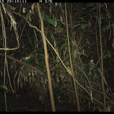 Unverified Mammal at Lorne, NSW - 10 Dec 2024 by Butlinz