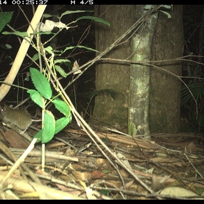 Unverified Mammal at Lorne, NSW - 14 Jan 2025 by Butlinz