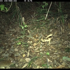 Unverified Mammal at Lorne, NSW - 24 Nov 2024 by Butlinz