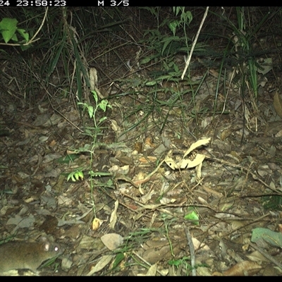 Unverified Mammal at Lorne, NSW - 24 Nov 2024 by Butlinz