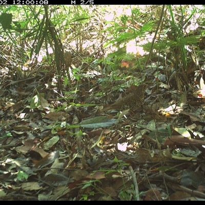 Zoothera lunulata (Bassian Thrush) at Lorne, NSW - 2 Dec 2024 by Butlinz