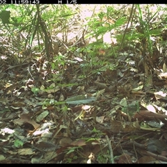 Zoothera lunulata at Lorne, NSW - 2 Dec 2024 12:00 PM