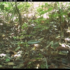 Zoothera lunulata at Lorne, NSW - 2 Dec 2024 12:00 PM