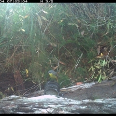 Eopsaltria australis (Eastern Yellow Robin) at Dunbogan, NSW - 4 Oct 2024 by Nette